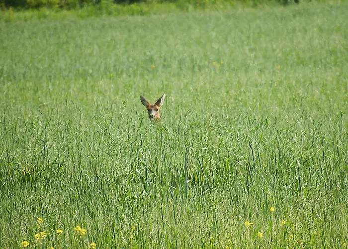 منزل ريفي Casa Rural Blablao *